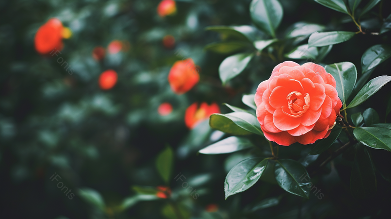 海报设计背景广告设计素材元素唯美的红色山茶花绿叶子,高清,摄影图,摄影图片,图片大全,摄影图免费下载